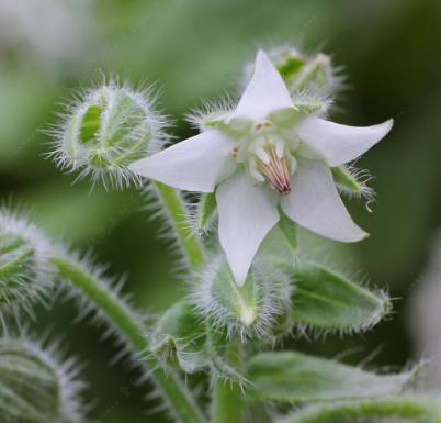 Borage White NBOR02 Flower Seeds