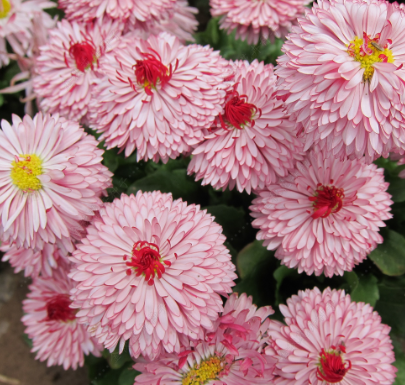 English Daisy Pink NBP14 Flower Seeds