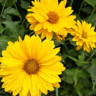 Helenium Autumnale Double Yellow NBS01 Flower Seeds