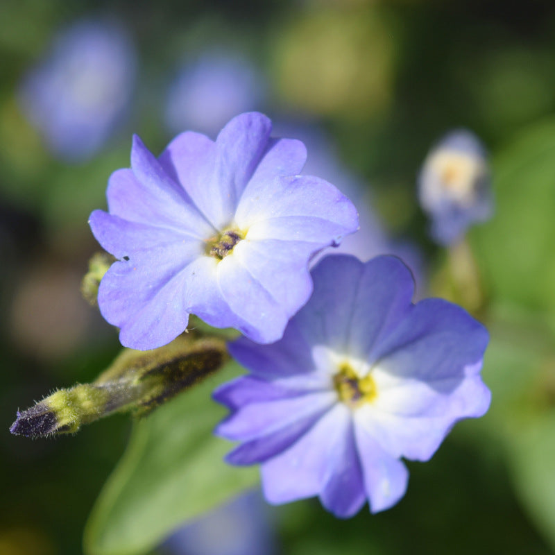 Bush Violet Blue NBV01 Flower Seeds