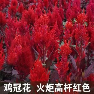 Celosia/Plumed Cockscomb Tall Red NCA07 Flower Seeds