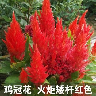 Celosia/Plumed Cockscomb Dwarf Red NCA08 Flower Seeds