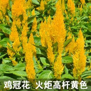 Celosia/Plumed Cockscomb Tall Yellow NCA09 Flower Seeds