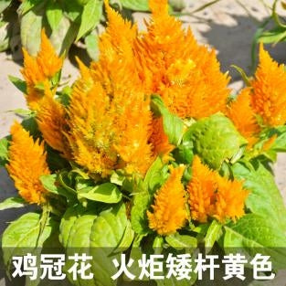 Celosia/Plumed Cockscomb Dwarf Yellow NCA10 Flower Seeds