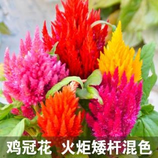 Celosia/Plumed Cockscomb Dwarf Mix NCA11 Flower Seeds