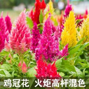 Celosia/Plumed Cockscomb Tall Mix NCA12 Flower Seeds