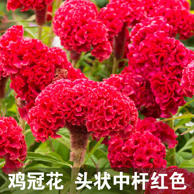 Celosia/Crested Cockscomb Mid Red NCA13 Flower Seeds