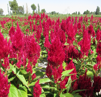 Plumed Cockscomb Dark Peach Color NCA47 Flower Seeds