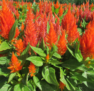 Plumed Cockscomb Orange Red NCA49 Flower Seeds