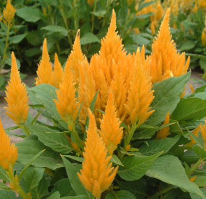 Plumed Cockscomb Yellow NCA50 Flower Seeds