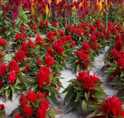 Plumed Cockscomb Red NCA51 Flower Seeds