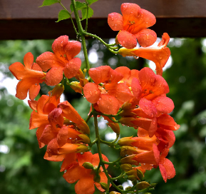 Chinese Trumpet Vine Orange NCAM01 Flower Seeds