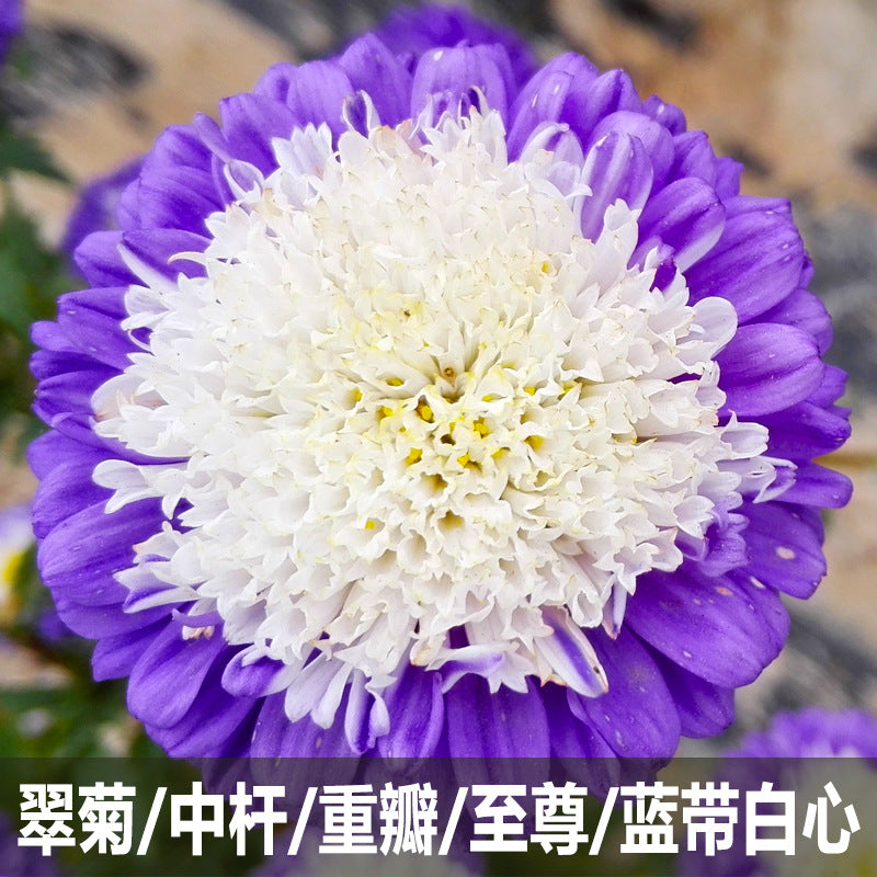 Aster Blue NCC34 Flower Seeds