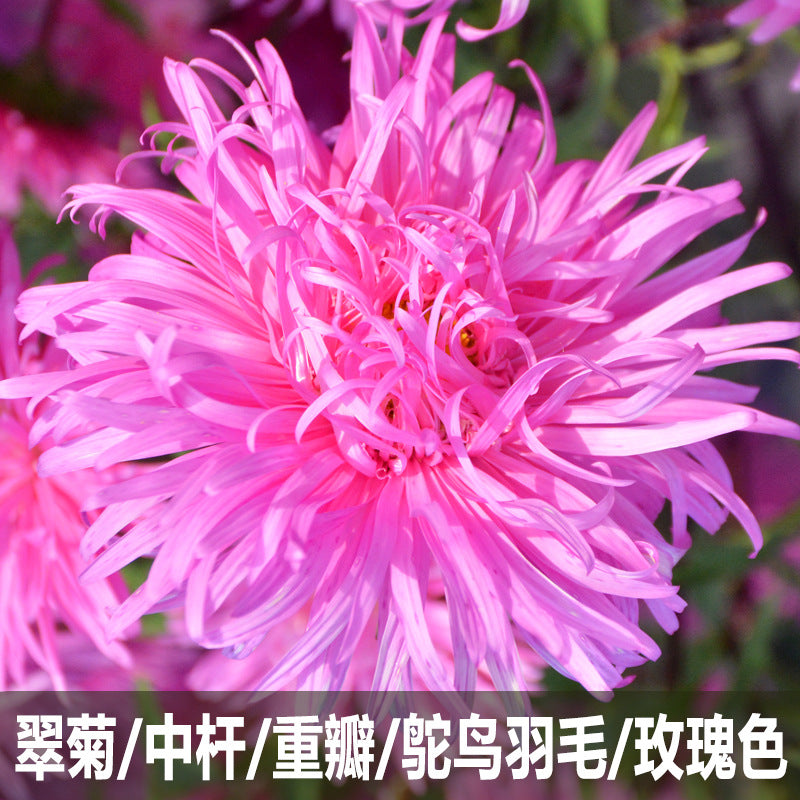 Aster Rose NCC35 Flower Seeds