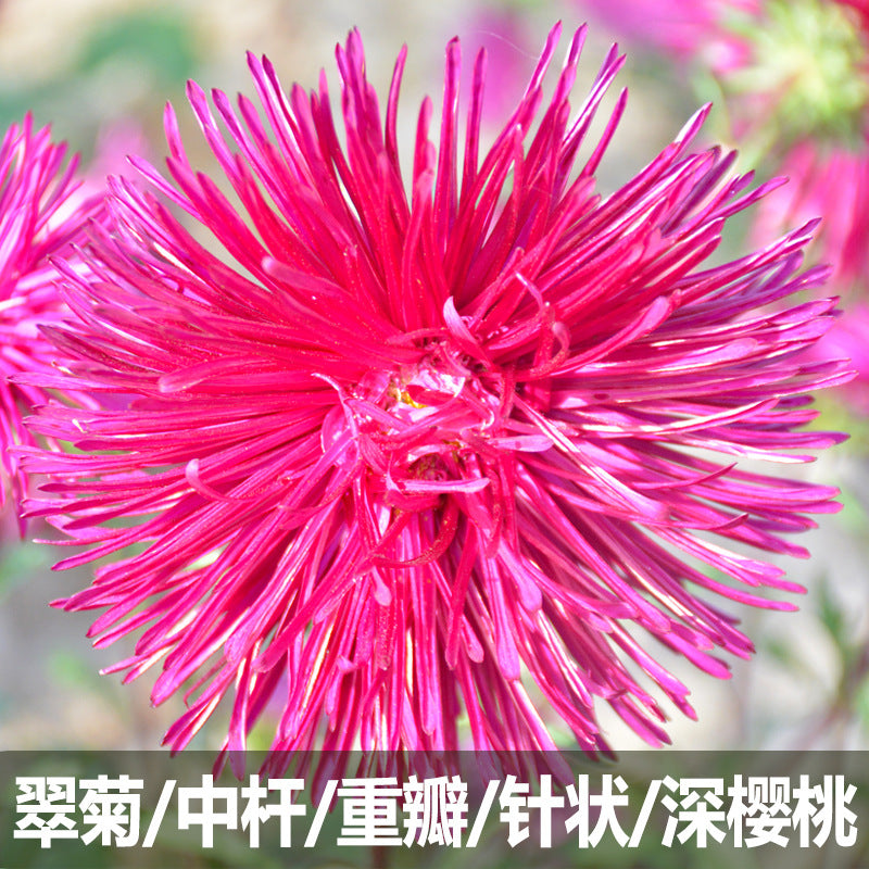 Aster Cherry NCC36 Flower Seeds