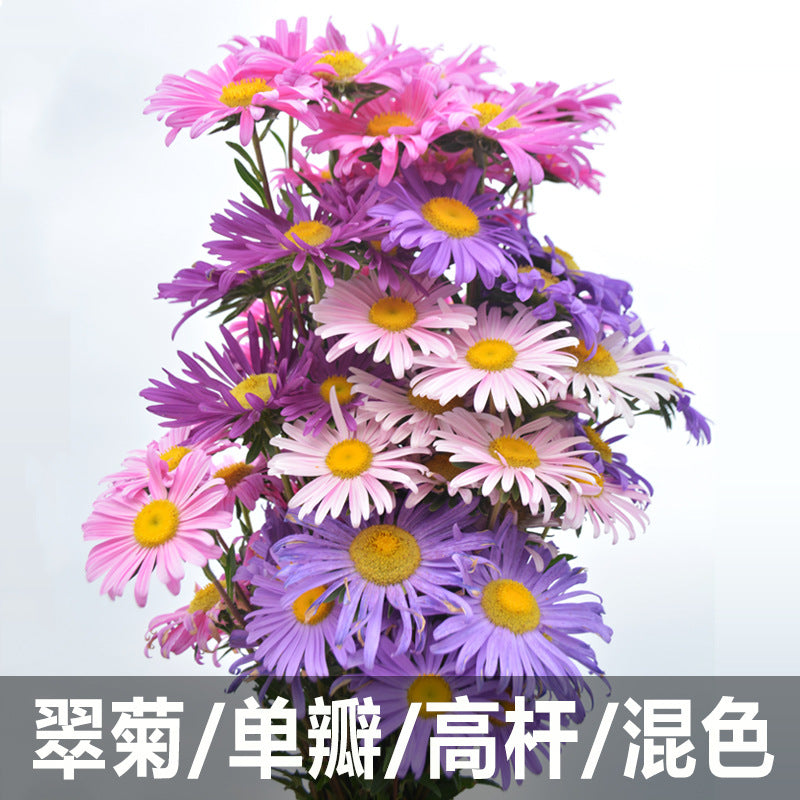 Aster Single Mix NCC81 Flower Seeds