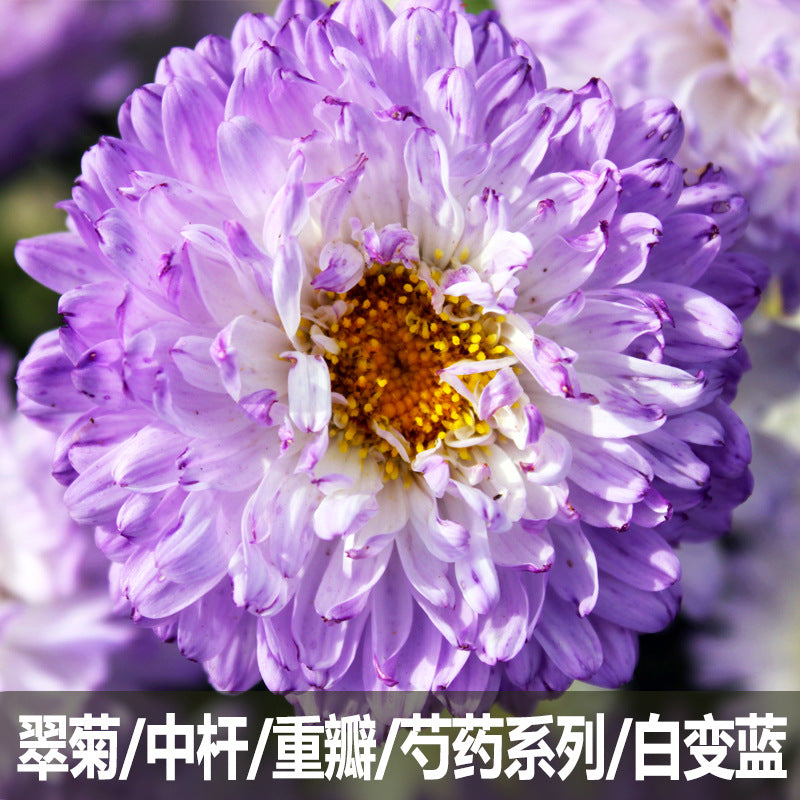 Aster Peony Blue White NCC82 Flower Seeds