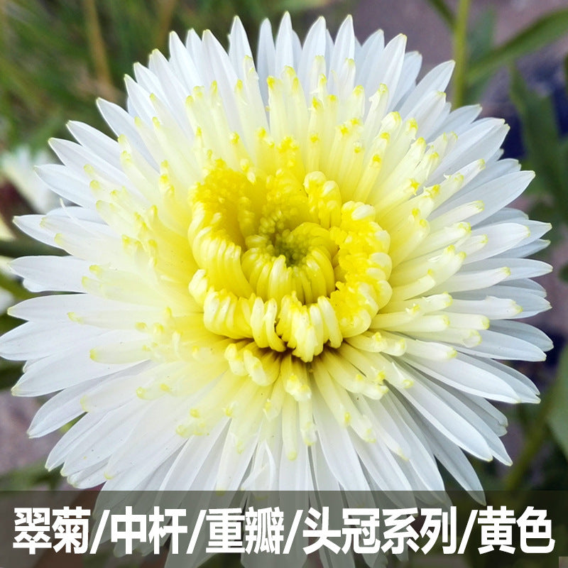 Aster Yellow NCC83 Flower Seeds