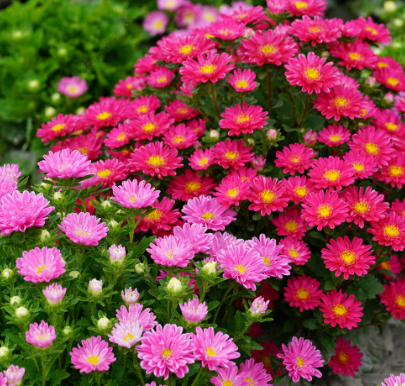 Aster Mix NCC96 Flower Seeds