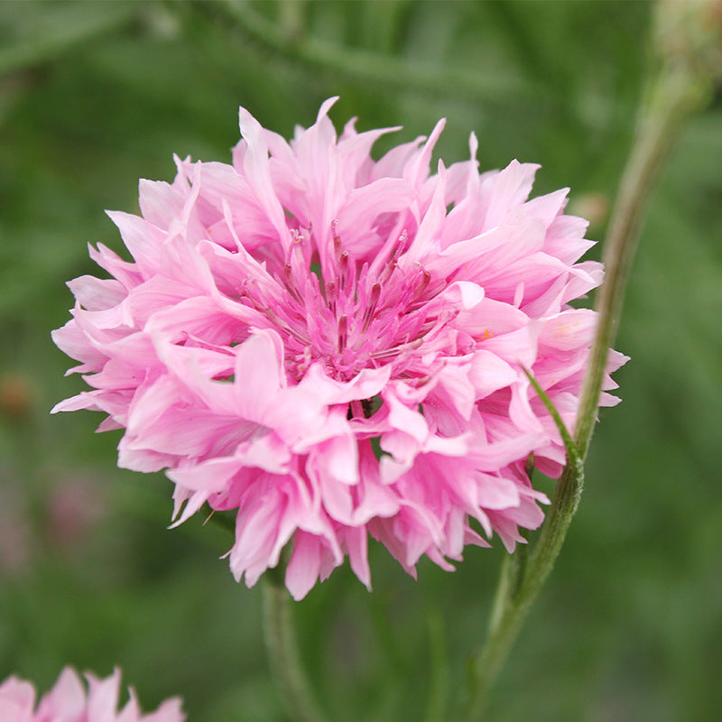 Cornflower/Bachelor Button Tall Pink NCEN01 Flower Seeds