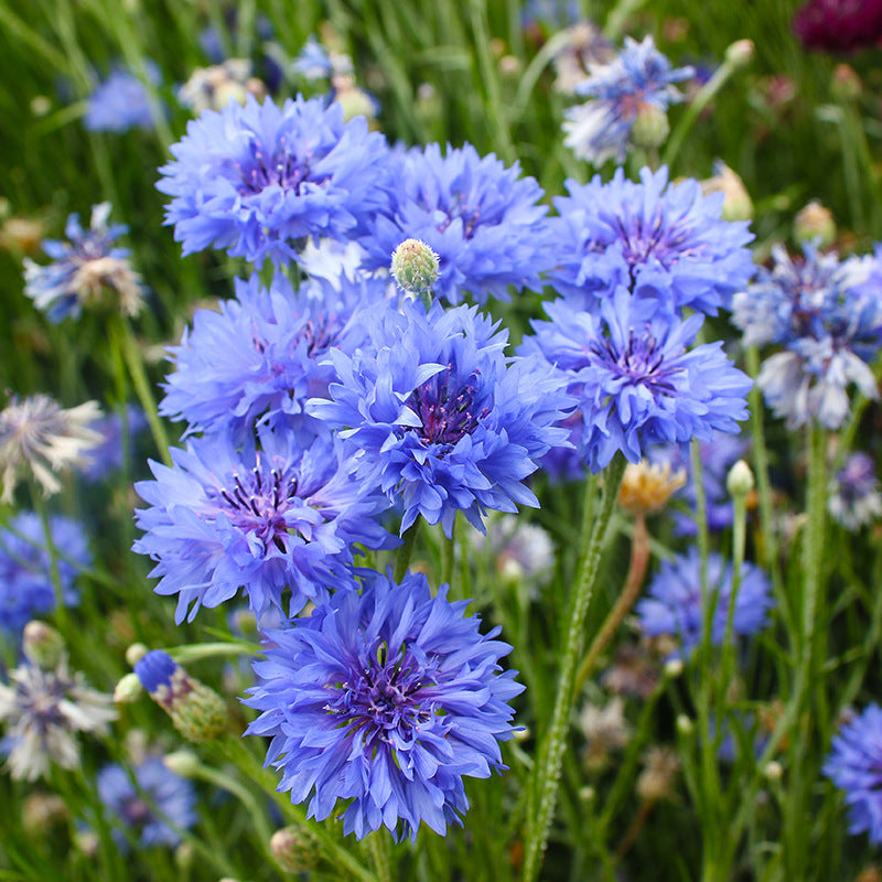 Cornflower/Bachelor Button Tall Blue NCEN03 Flower Seeds