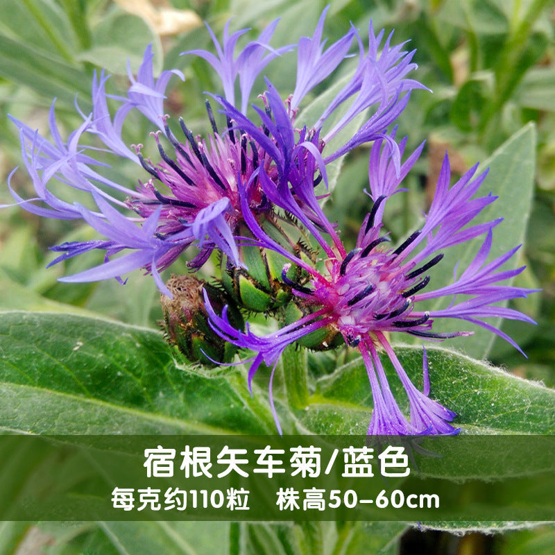 Cornflower/Persian Cornflower Blue NCEN13 Flower Seeds