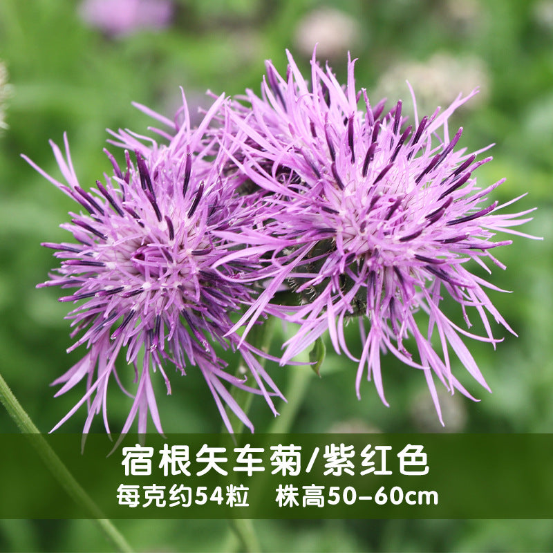 Cornflower/Persian Cornflower Purple NCEN14 Flower Seeds