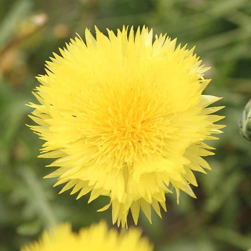 Sweet Sultan Yellow NCEN15 Flower Seeds