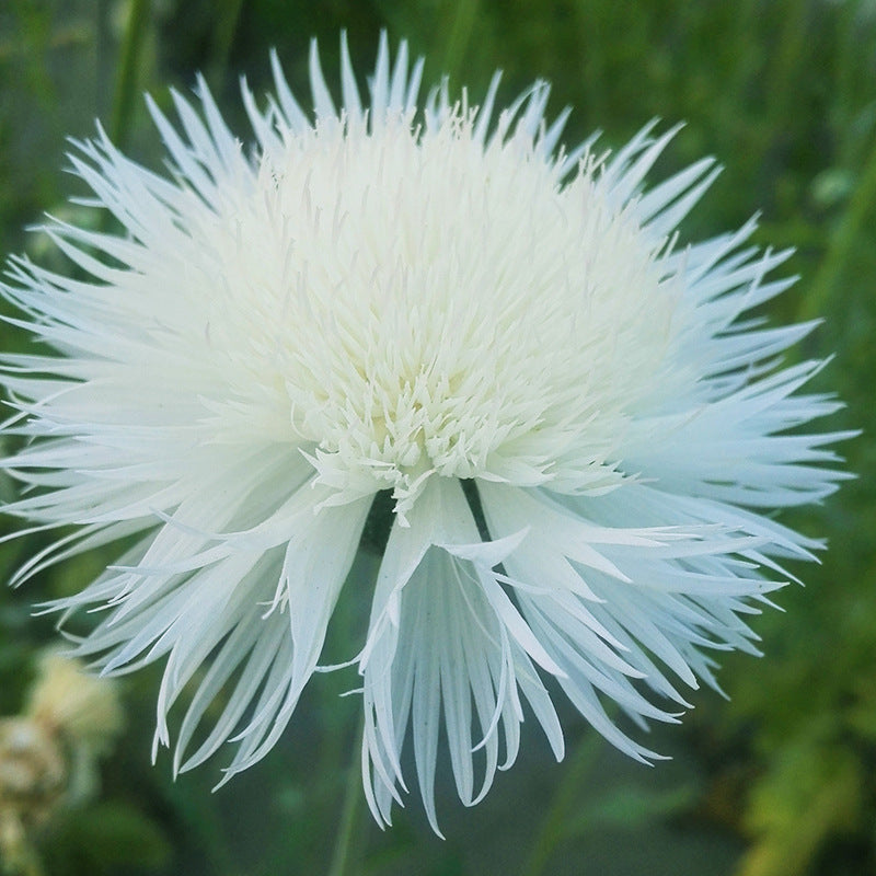 Sweet Sultan White NCEN16 Flower Seeds