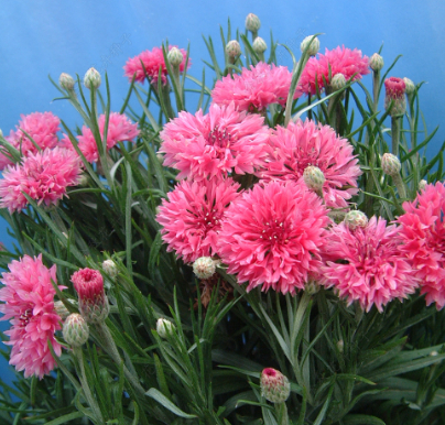 Cornflower Rose NCEN20 Flower Seeds