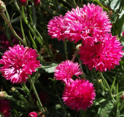 Cornflower/bachelor Button Tall Purple Red NCEN21 Flower Seeds