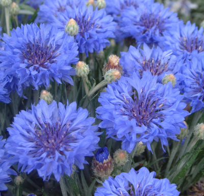 Cornflower Blue NCEN21 Flower Seeds