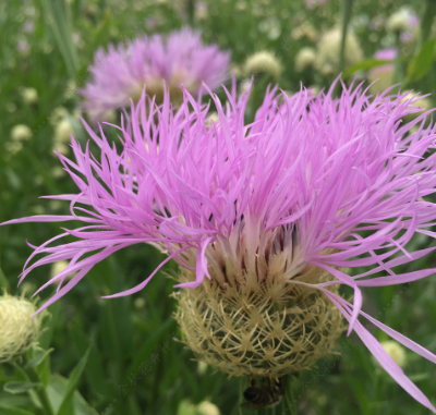 Cornflower Purple NCEN23 Flower Seeds