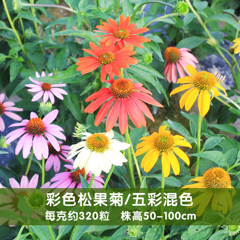 Coneflower Echinacea Mix NCF06 Flower Seeds