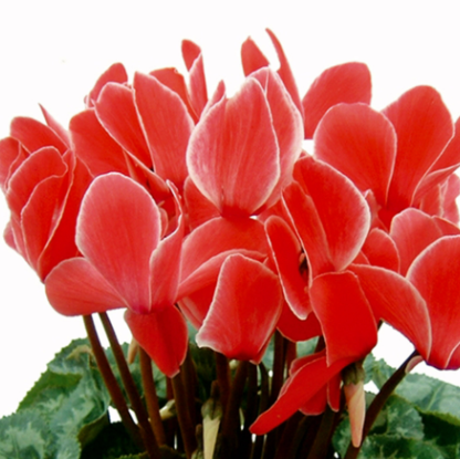 Cyclamen Red NCH02 Flower Seeds