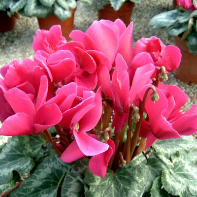 Cyclamen Pink NCH03 Flower Seeds