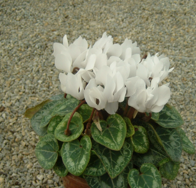 Cyclamen