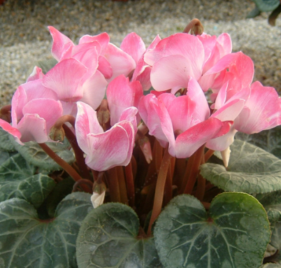 Cyclamen Red White NCH05 Flower Seeds