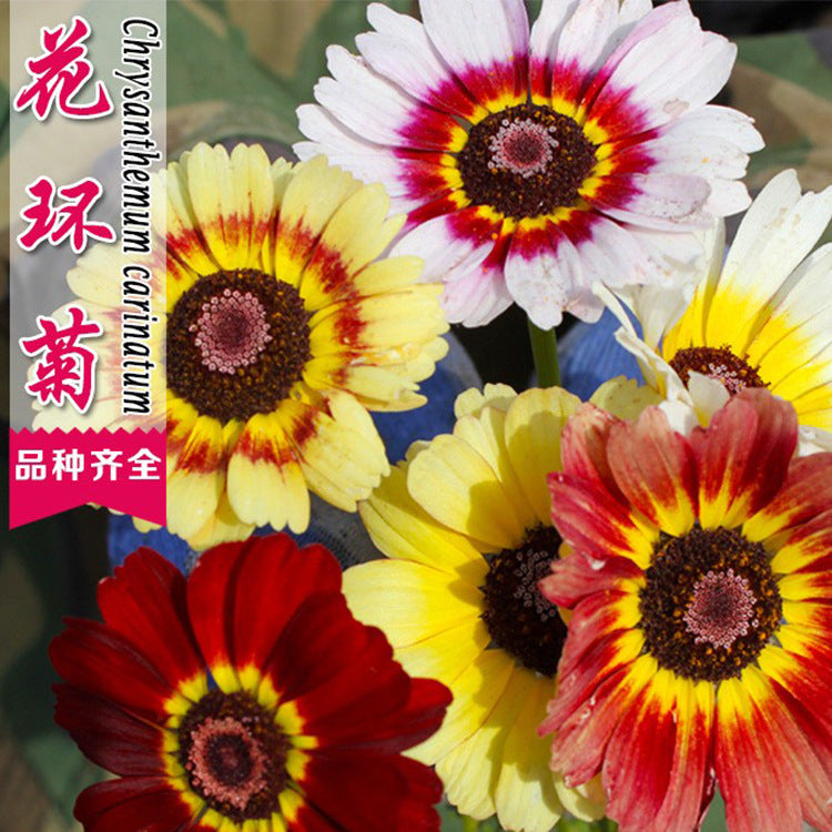 Daisy/Painted Daisy Chrysanthemum carinatum Mix NCHR10 Flower Seeds