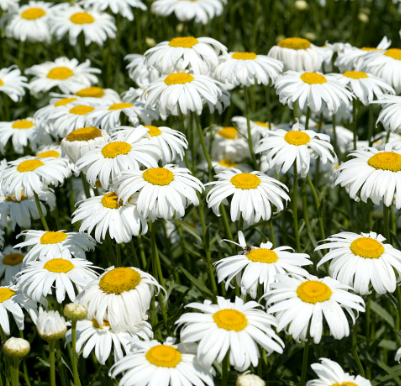 Oxeye Daisy White NCHR22 Flower Seeds