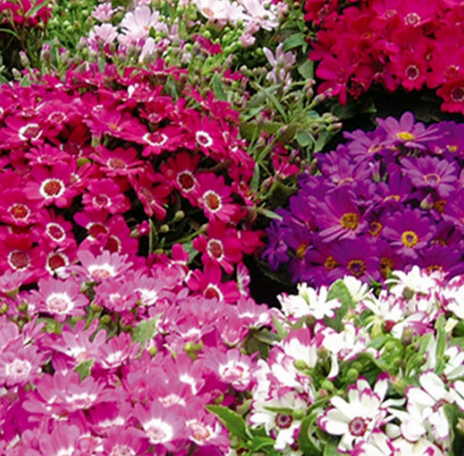 Cineraria Mix NCIN04 Flower Seeds