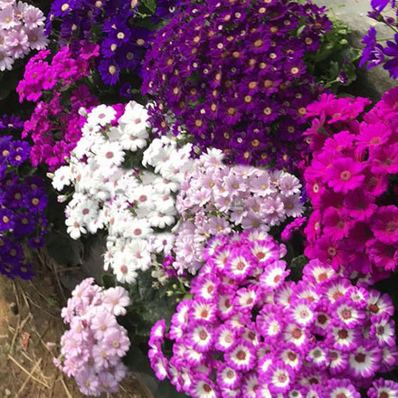 Cineraria Big Fl.Mix NCIN05 Flower Seeds