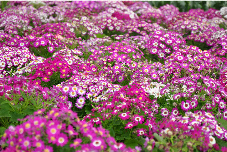 Cineraria Big Fl. Pink Mix NCIN06 Flower Seeds