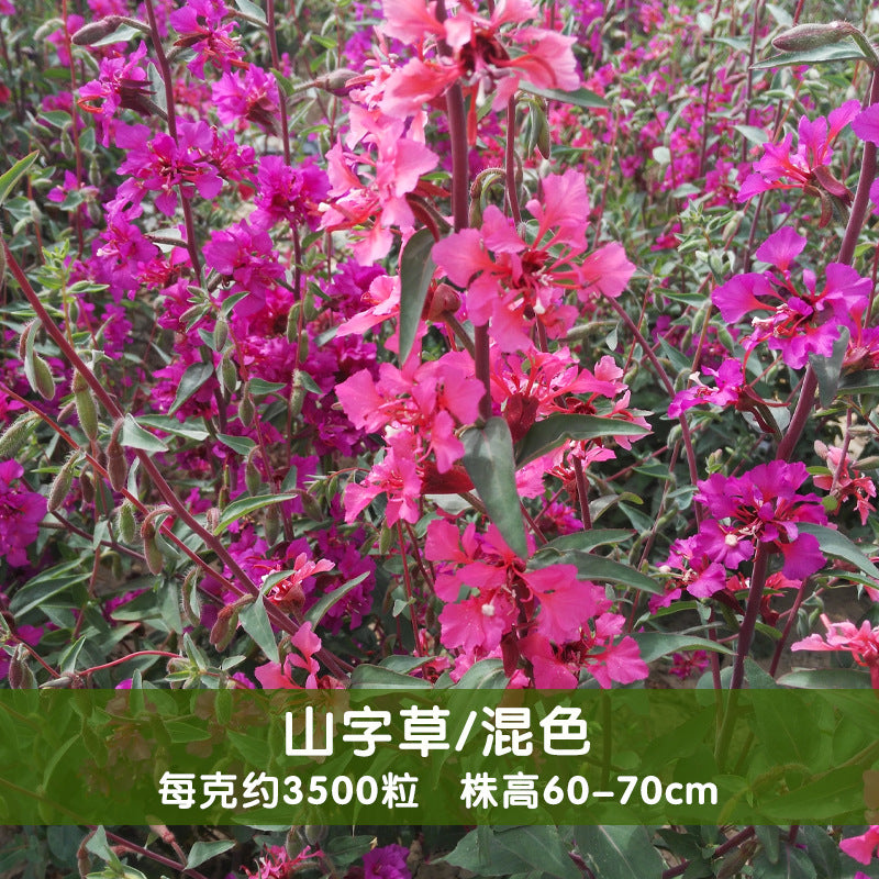 Clarkia/Elegant Clarkia Mix NCL03 Flower Seeds