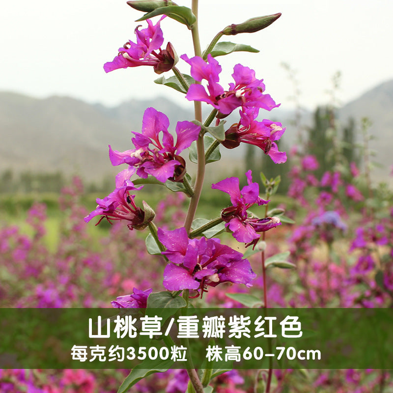 Clarkia/Elegant Clarkia Double Purple NCL04 Flower Seeds