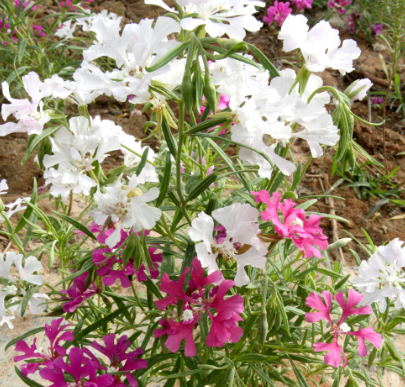 Elegant Clarkia Cleft Leaf Mix NCL07 Flower Seeds