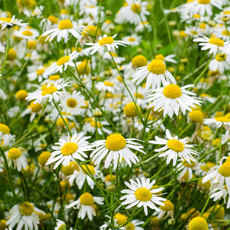 Roman Chamomile White NCN01 Flower Seeds