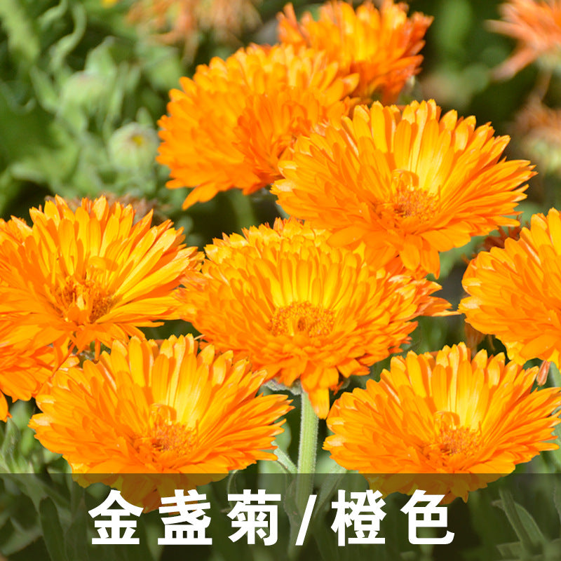 Calendula