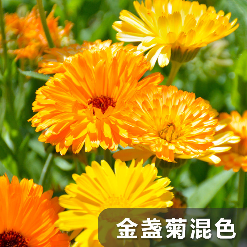 Calendula/Pot Marigold Mix NCO03 Flower Seeds