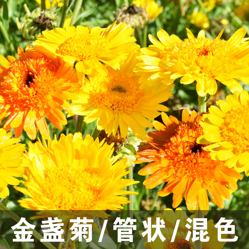 Calendula/Pot Marigold Kablouna Mix NCO04 Flower Seeds